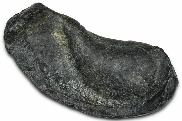 Large Fossil Whale Ear Bone - South Carolina #375278